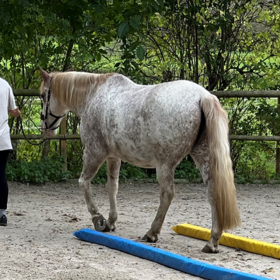 Eine Person führt ein Pferd auf einem Platz mit Markierungen am Boden.