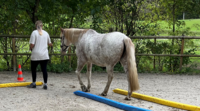 Eine Person führt ein Pferd auf einem Platz mit Markierungen am Boden.