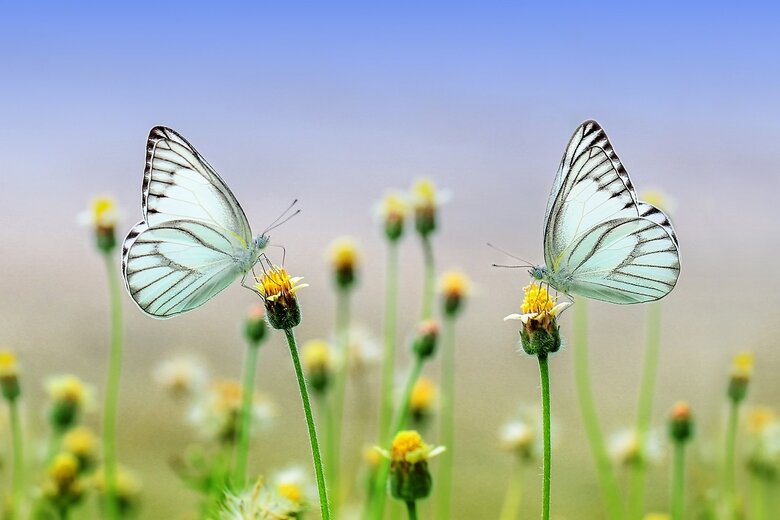 Deux papillons sur des fleurs