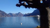 Bild Baum, See und Berge