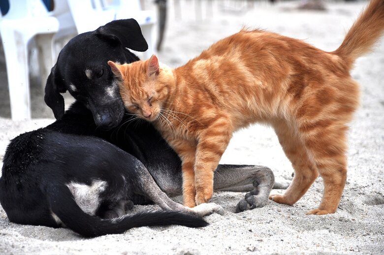 Chien noir et chat roux se frottant l'un contre l'autre