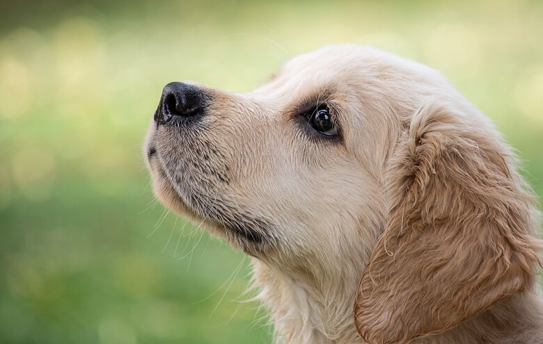 Chien regardant vers le haut