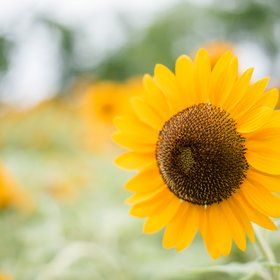 Rétrospective Tournesol dans un champ