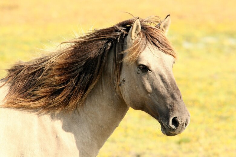 Un cheval