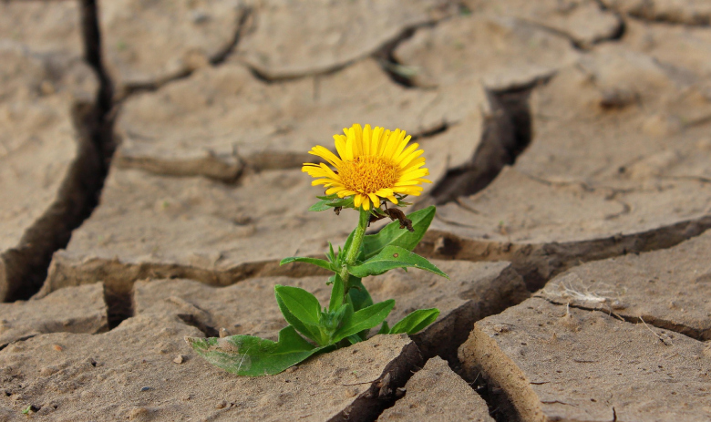 Résilience Une fleur jaune pousse dans une terre aride